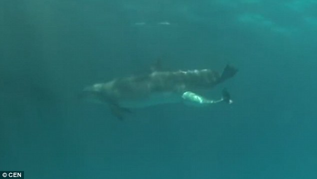 烏克蘭一水族館拍到海豚分娩全過程