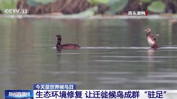 世界候鳥日丨我國生態環境持續改善 吸引候鳥駐足“加油”