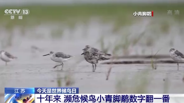 世界候鳥日丨我國生態環境持續改善 吸引候鳥駐足“加油”