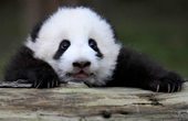 國慶看熊貓要限客了