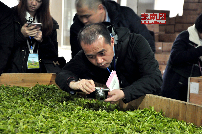 全國網媒記者在禦茶園近距離體驗閩茶葉製作過程