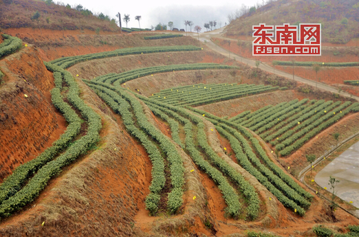 壽寧：多措並舉 打造“生態茶鄉、山水新城”