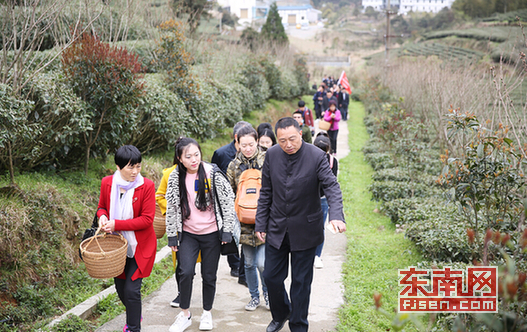 閩東茶鄉行：龍頭茶企攜手“網際網路+茶”