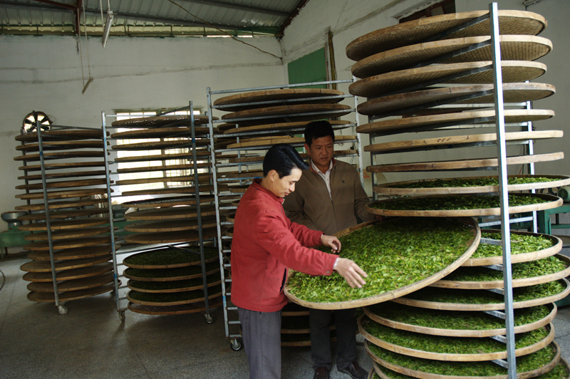 醉美茶場顯風情 田園景色入畫來