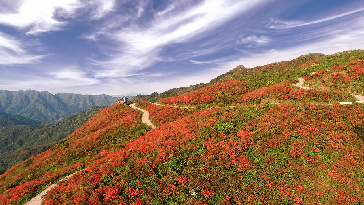 永州陽明山（杜鵑花海）_副本1.jpg