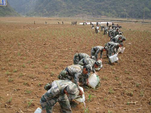 3月28日，在廣西河池市巴馬縣西山鄉的一大片玉米地裏，廣州軍區李向群英雄所在部隊的英勇善戰模範團官兵排起長隊，整齊劃一地為地裏的玉米苗澆水。（人民網記者 謝建偉攝影報道）