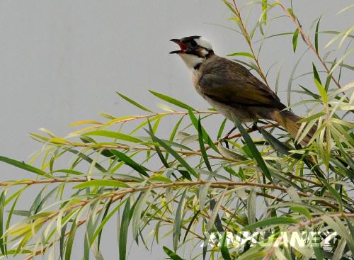  6月6日，一隻小鳥在綿竹市地震災區的樹枝上鳴叫。     記者在四川地震災區看到，災區群眾沒有被災難壓垮，他們的生活正在從災難中逐步恢復起來，災區處處展露生機。 　