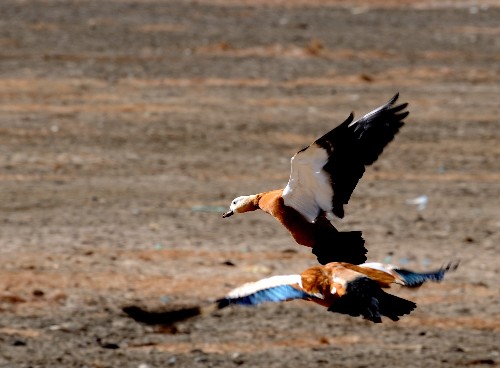 赤麻鴨在拉魯濕地上飛行（2月1日攝）。新華社記者 覺果 攝